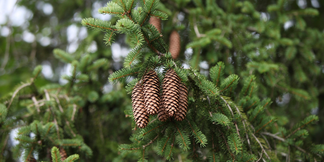 How to Grow Norway Spruce Trees from Seed (Germination Guide)