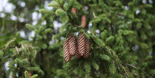 How to Grow Norway Spruce Trees from Seed (Germination Guide)