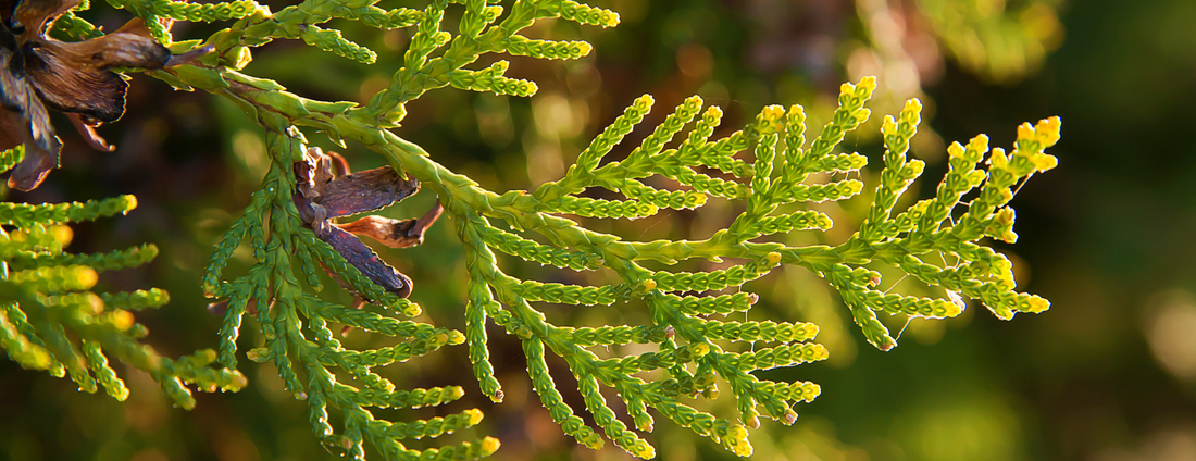 How to Grow Oneseed Juniper from Seed (Germination Guide)