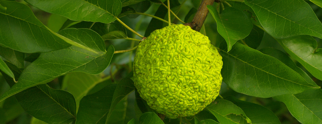 How to Grow Osage Orange Trees from Seed (Germination Guide)