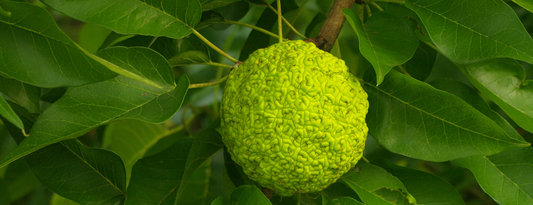 How to Grow Osage Orange Trees from Seed (Germination Guide)
