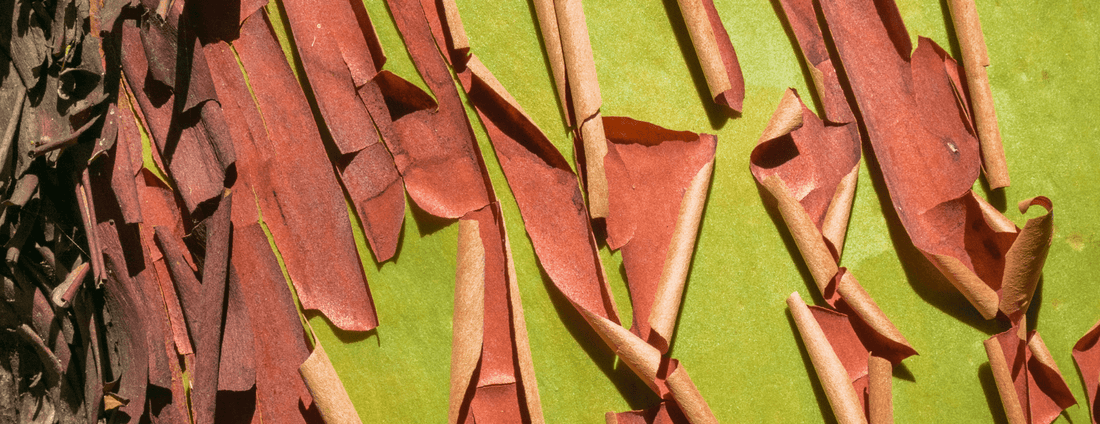 How to Grow Pacific Madrone Trees from Seed (Germination Guide)