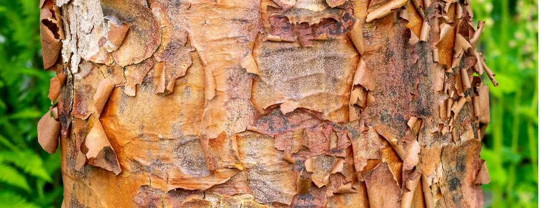 How to Grow Paperbark Maple Trees from Seed (Germination Guide)