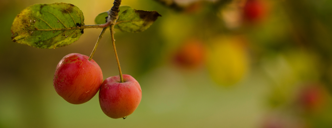 How to Grow Paradise Apple Trees from Seed (Germination Guide)