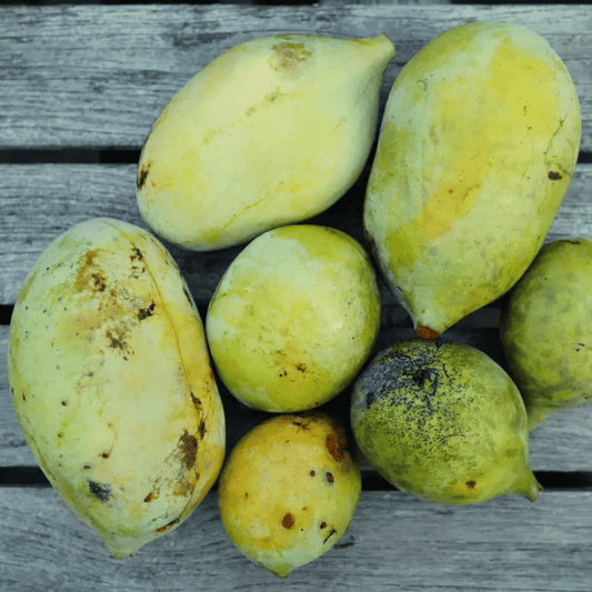 How to Grow Pawpaw Trees from Seed (Complete Germination Guide)