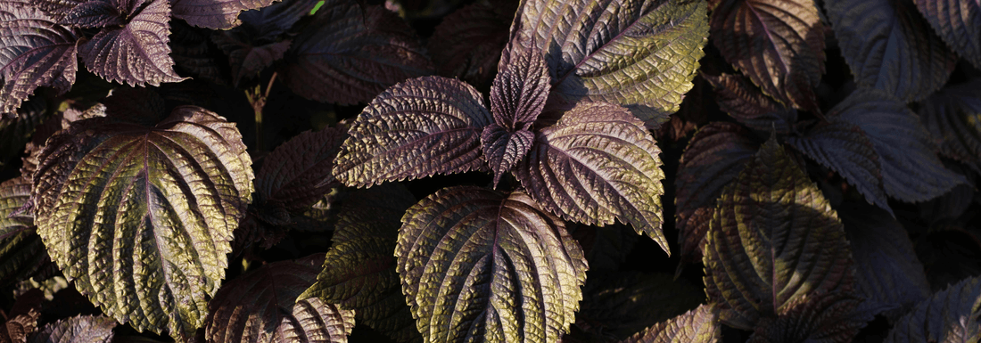 How to Grow Perilla (Shiso) from Seed