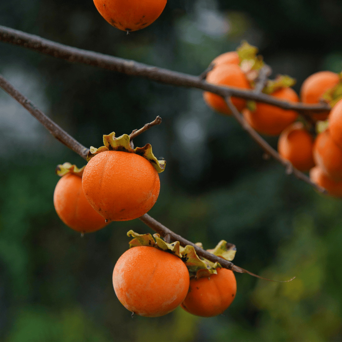 How to Grow Common Persimmon Trees from Seed (Germination Guide)