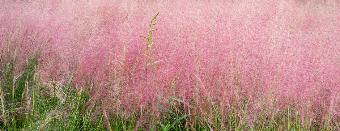 How to Grow Pink Muhly Grass from Seed (Germination Guide)