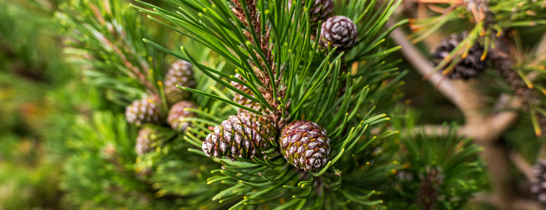 How to Grow Pinyon Pine Trees from Seed (Germination Guide)