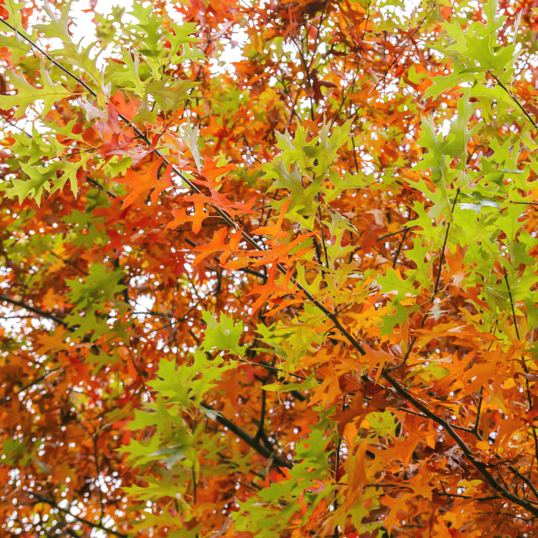 How to Grow Pin Oak Trees from Seed (Germination Guide)