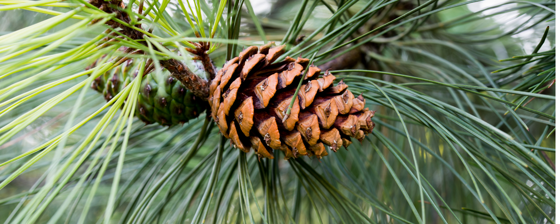 How to Grow Ponderosa Pine Trees from Seed (Germination Guide)