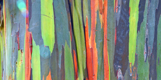 How to Grow Rainbow Eucalyptus from Seed (Germination Guide)