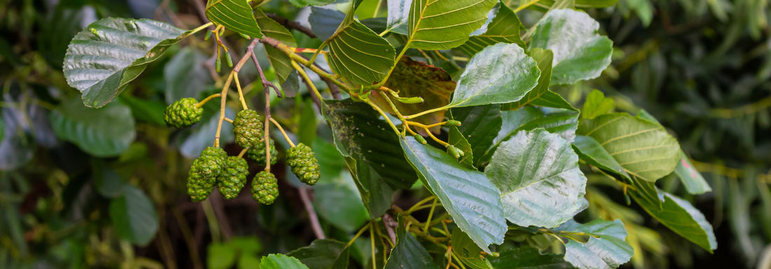 How to Grow Red Alder Trees from Seed (Germination Guide)
