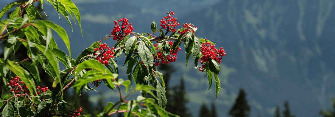 How to Grow Red Elderberry from Seed (Germination Guide)