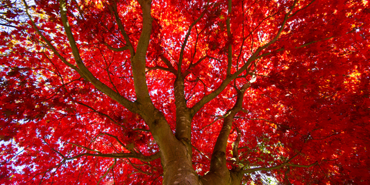 How to Grow Red Maple Trees from Seed (Germination Guide)