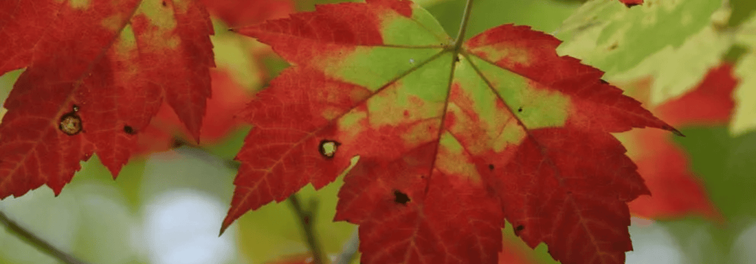 How to Grow Red Snakebark Maple from Seed (Germination Guide)