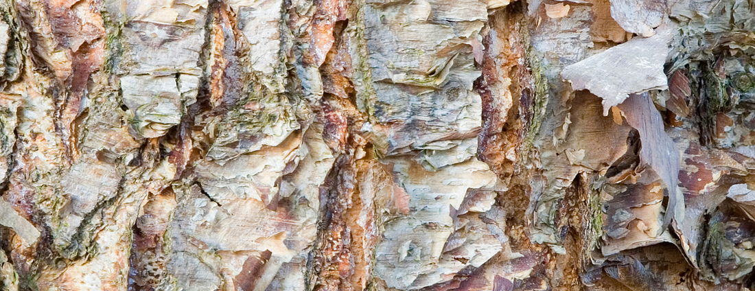 How to Grow River Birch Trees from Seed (Germination Guide)