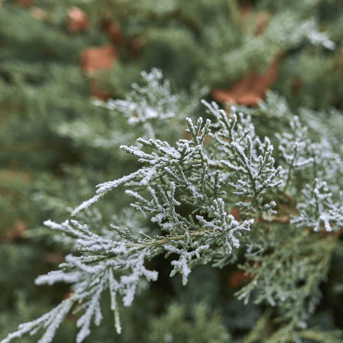How to Grow Rocky Mountain Juniper from Seed (Germination Guide)
