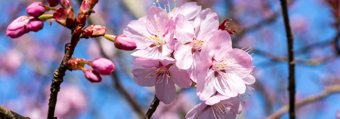 How to Grow Sargent Cherry Trees from Seed (Germination Guide)