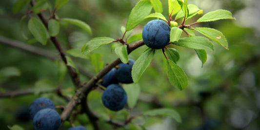 How to Grow Saskatoon Berry from Seed (Germination Guide)