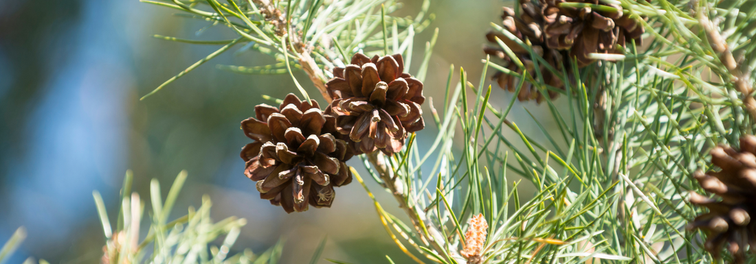 How to Grow Scotch Pine Trees from Seed (Germination Guide)