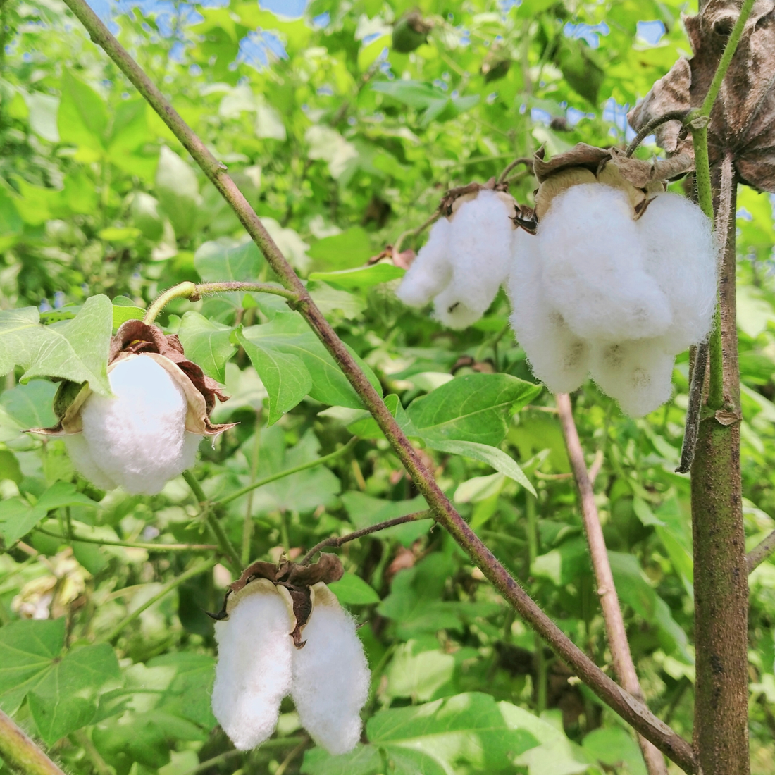 How to Grow Sea Island Cotton from Seed (Germination Guide)