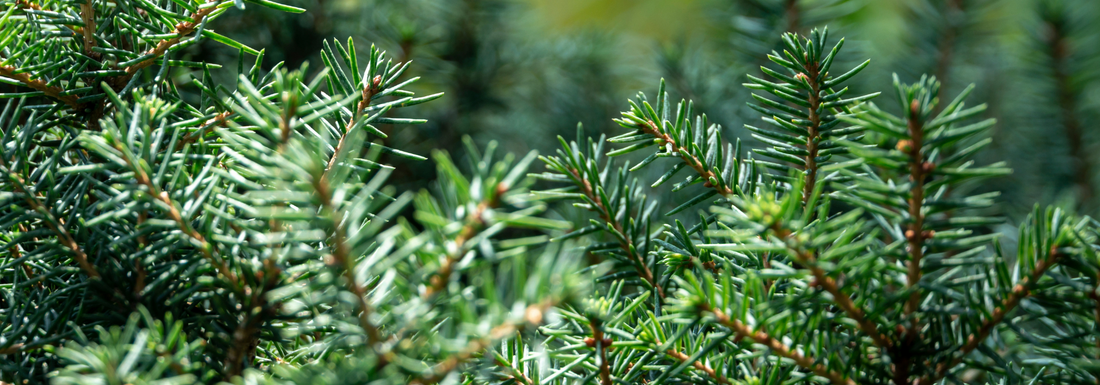 How to Grow Serbian Spruce Trees from Seed (Germination Guide)