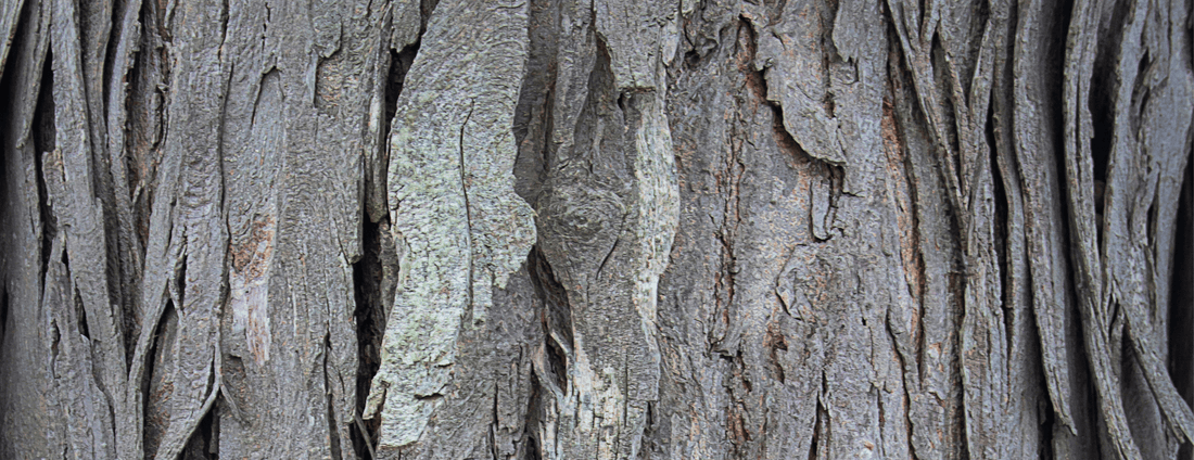 How to Grow Shagbark Hickory Trees from Seed (Germination Guide)