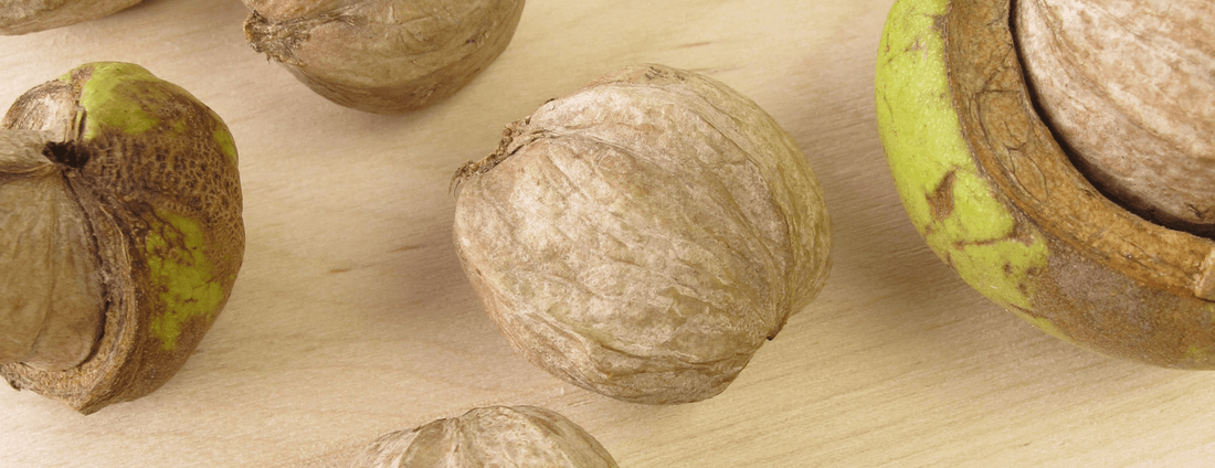 How to Grow Shellbark Hickory Trees from Seed (Germination Guide)