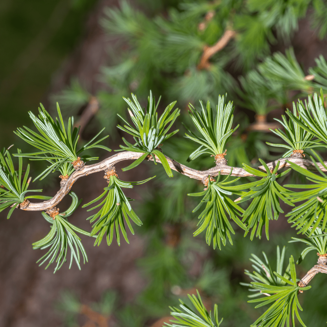 How to Grow Japanese Larch Trees from Seed (Germination Guide)