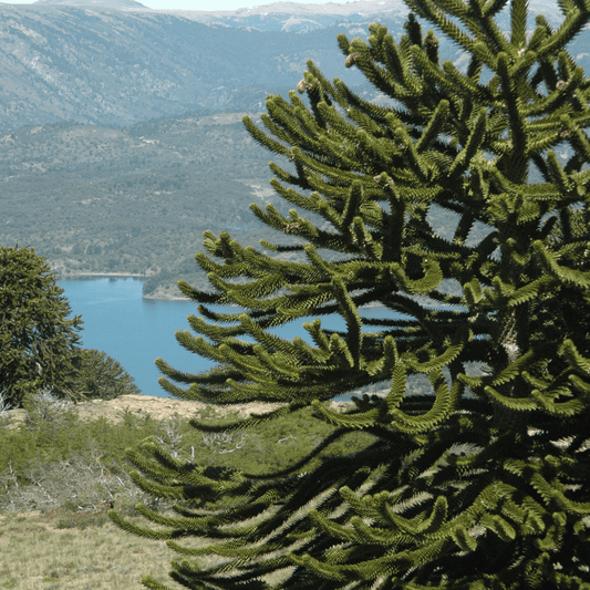 Mature Monkey Puzzle tree with its distinctive spiraled branches