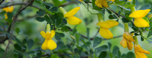 How to Grow Siberian Pea Tree from Seed (Germination Guide)