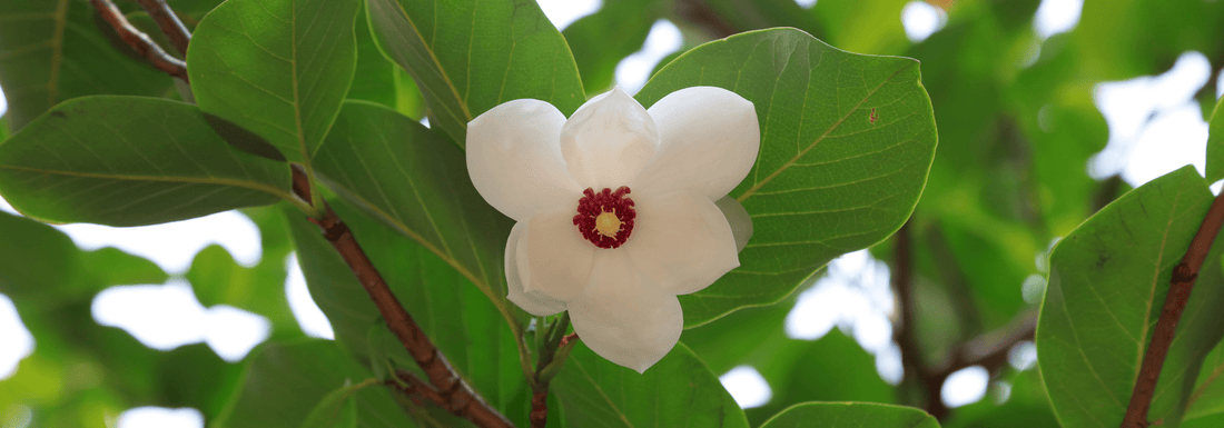How to Grow Siebold Magnolia from Seed (Germination Guide)