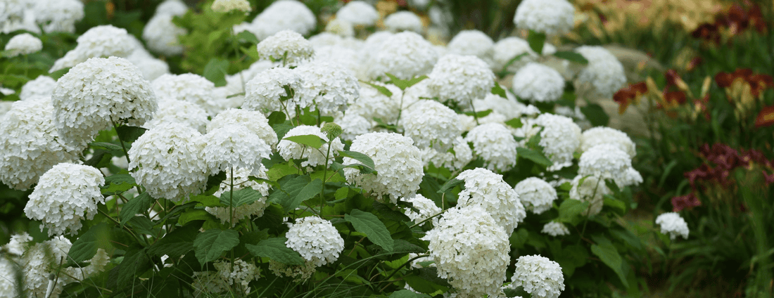How to Grow Smooth Hydrangea from Seed (Germination Guide)