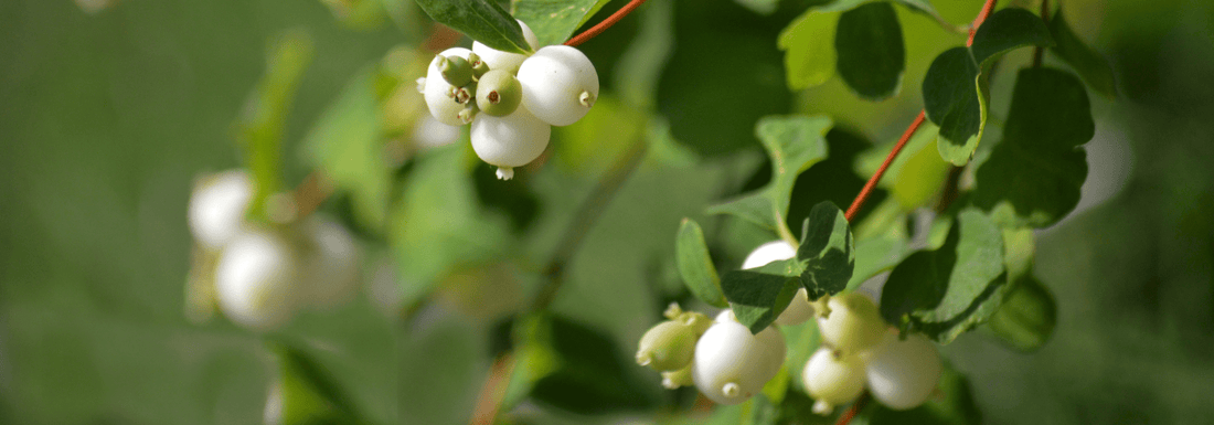 How to Grow Western Snowberry from Seed (Germination Guide)