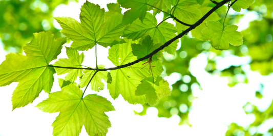 How to Grow Sugar Maple Trees from Seed (Germination Guide)