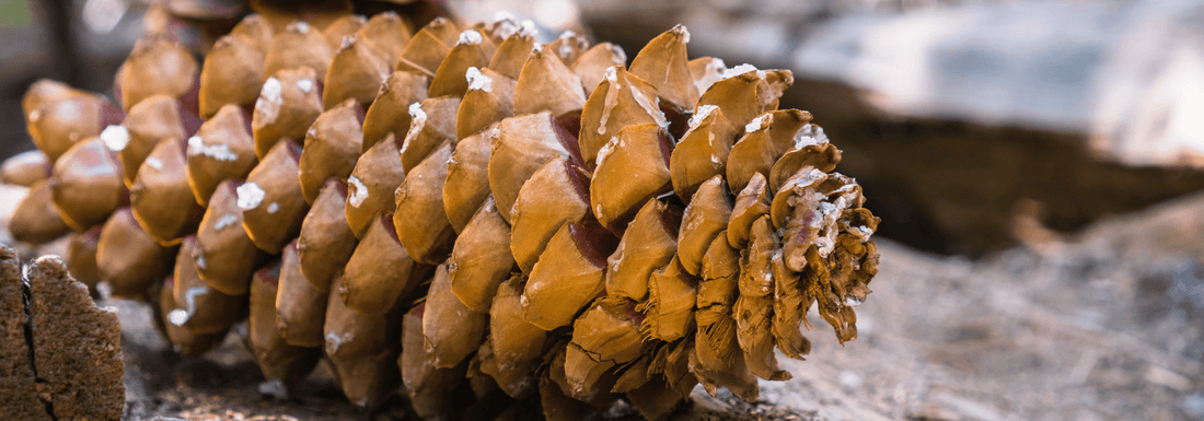 How to Grow Sugar Pine Trees from Seed (Germination Guide)