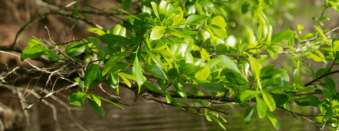 How to Grow Swamp Tupelo Trees from Seed (Germination Guide)