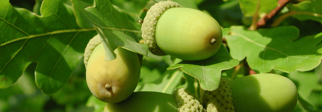 How to Grow Swamp White Oak Trees from Seed (Germination Guide)