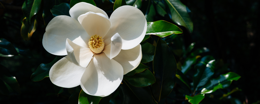 How to Grow Southern Sweetbay Magnolia from Seed (Germination Guide)