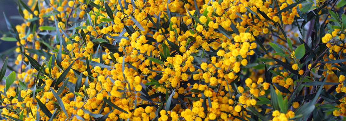 How to Grow Taiwan Acacia from Seed (Germination Guide)