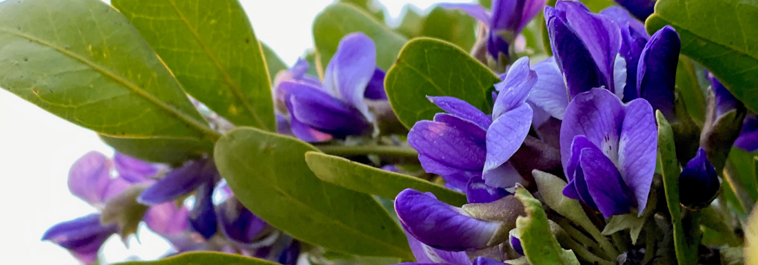 How to Grow Texas Mountain Laurel from Seed (Germination Guide)