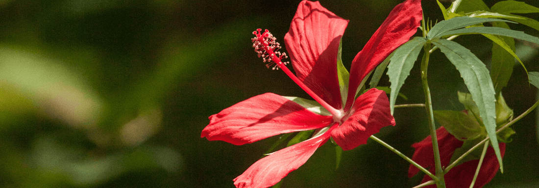 How to Grow Texas Star Hibiscus from Seed (Germination Guide)