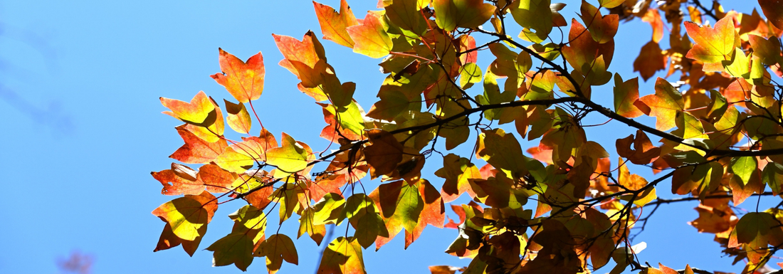 How to Grow Trident Maple Trees from Seed (Germination Guide)