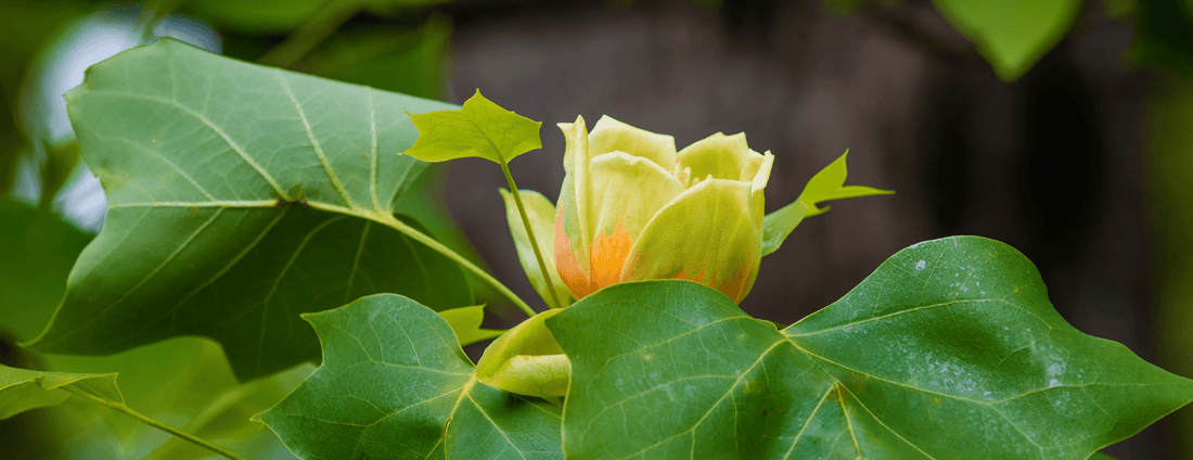 How to Grow Tulip Poplar Trees from Seed (Germination Guide)