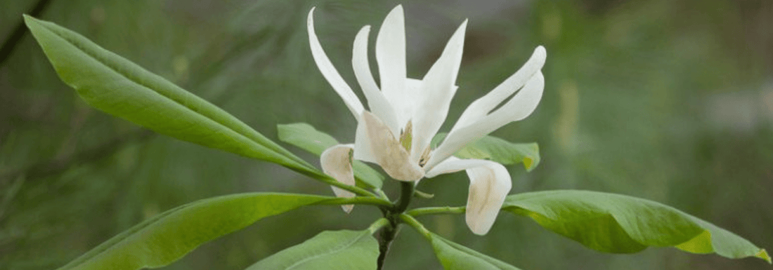 How to Grow Umbrella Magnolia from Seed (Germination Guide)