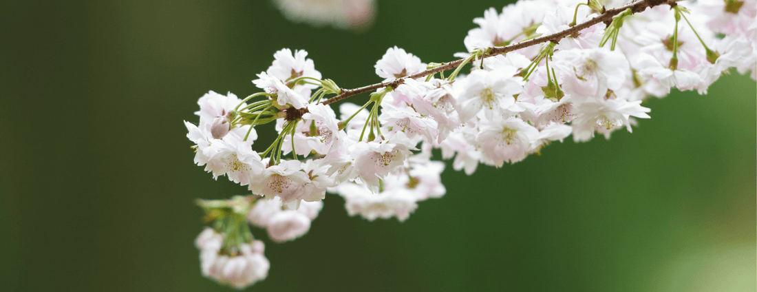 How to Grow Weeping Higan Cherry from Seed (Germination Guide)