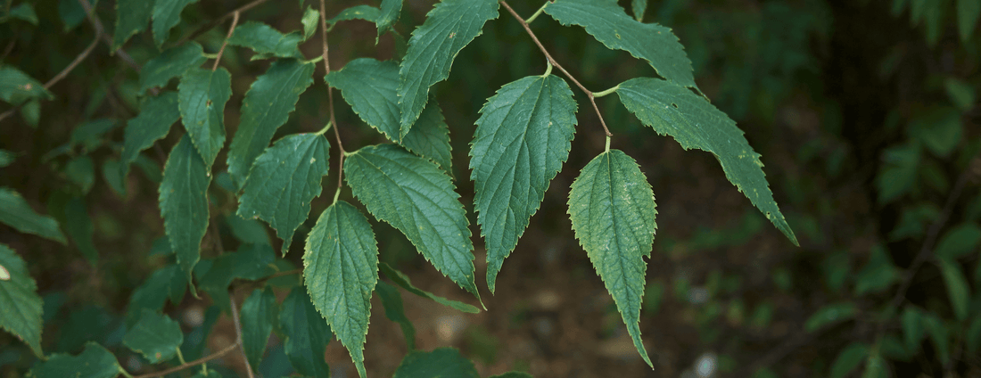 How to Grow Western Hackberry Trees from Seed (Germination Guide)