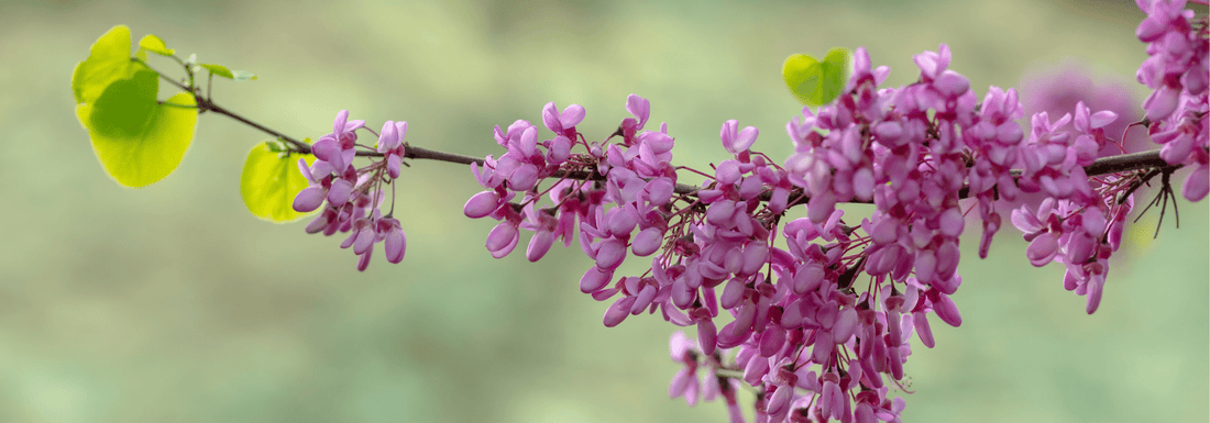 How to Grow Western Redbud Trees from Seed (Germination Guide)