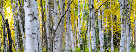 How to Grow White Paper Birch Trees from Seed (Germination Guide)